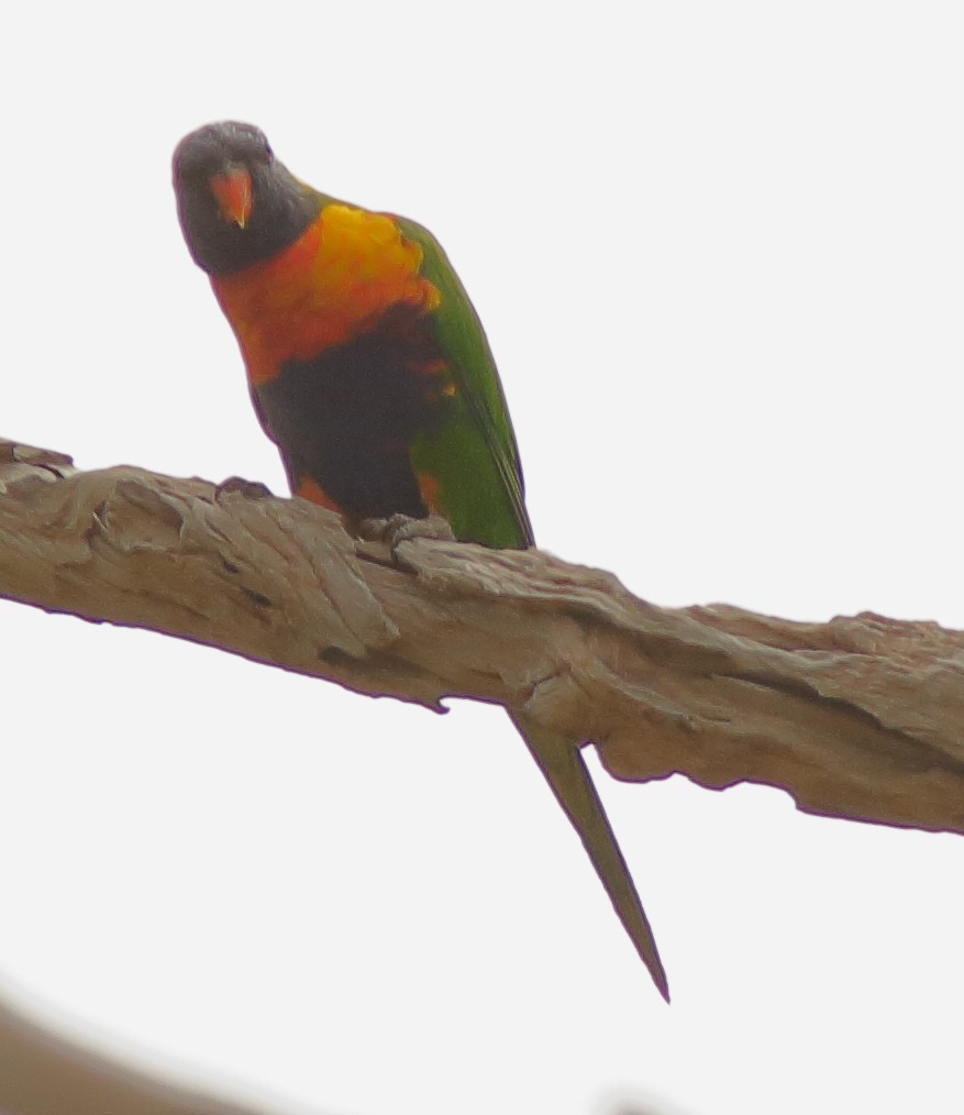 彩虹吸蜜鸚鵡 - ML647747053