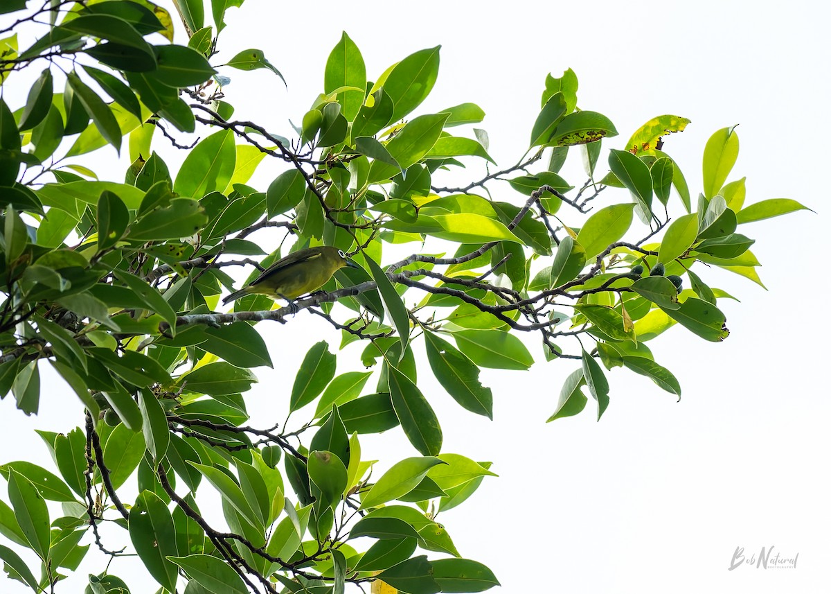 Yellowish White-eye - ML647747054