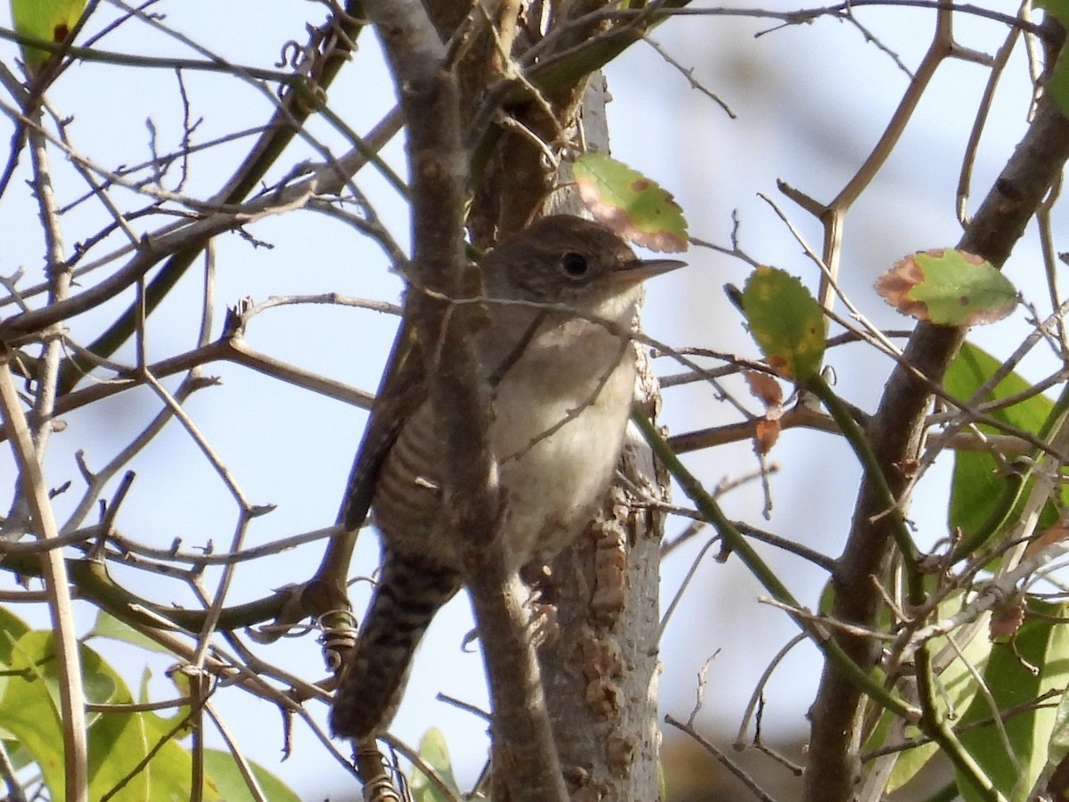 Northern House Wren - ML647747055