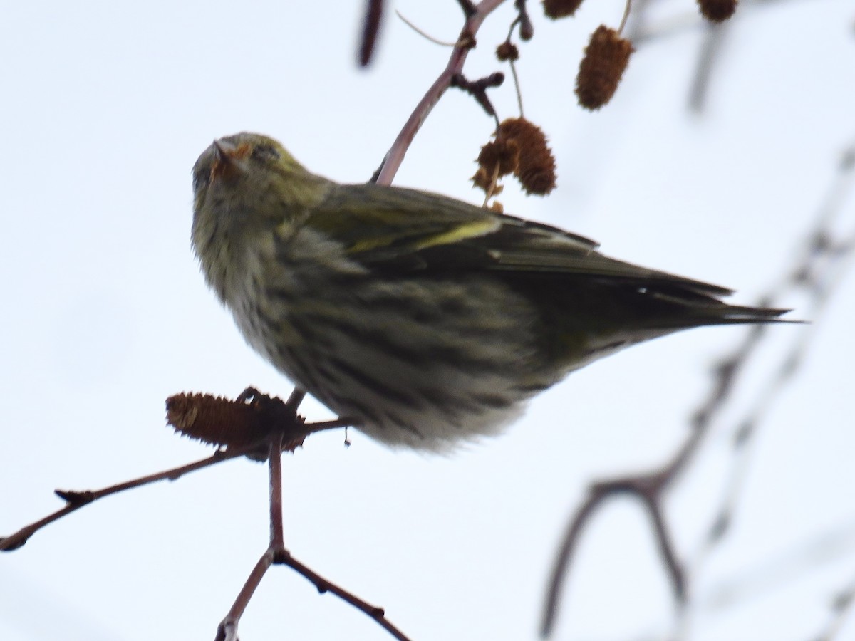 黃雀 - ML647747057