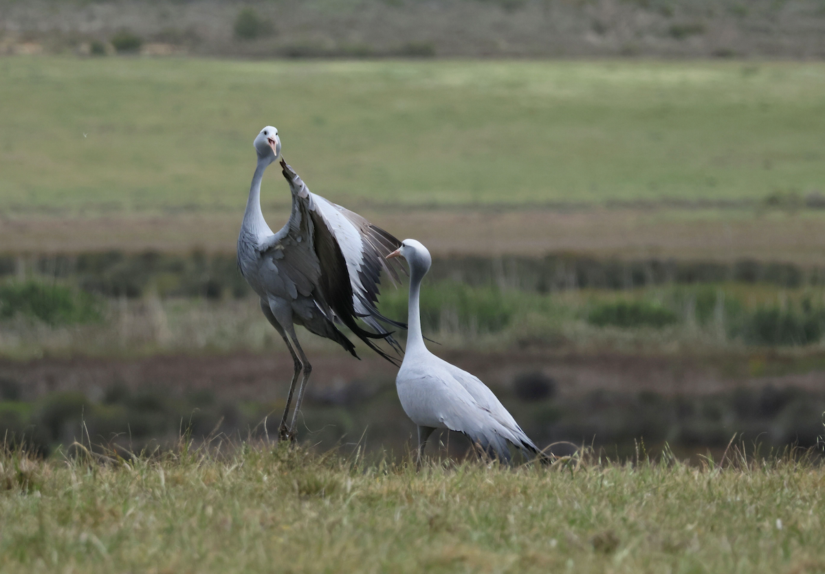 Paradieskranich - ML647747065