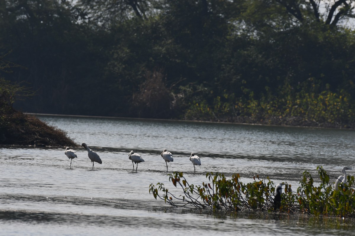 Löffler - ML647747069