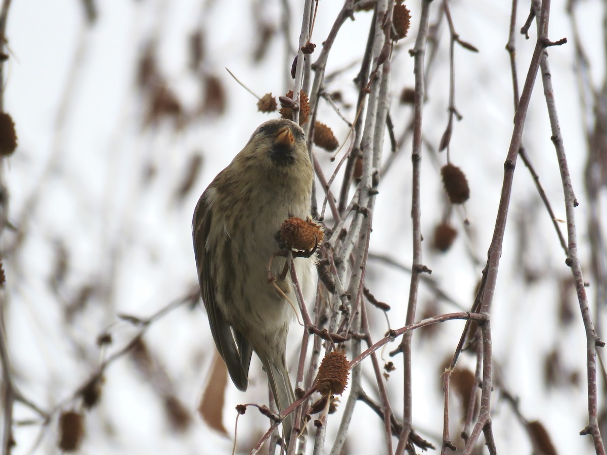 Birkenzeisig - ML647747072