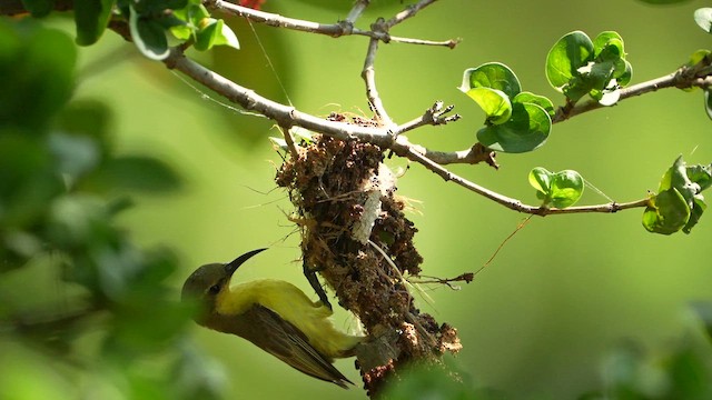 Ornate Sunbird - ML647747078