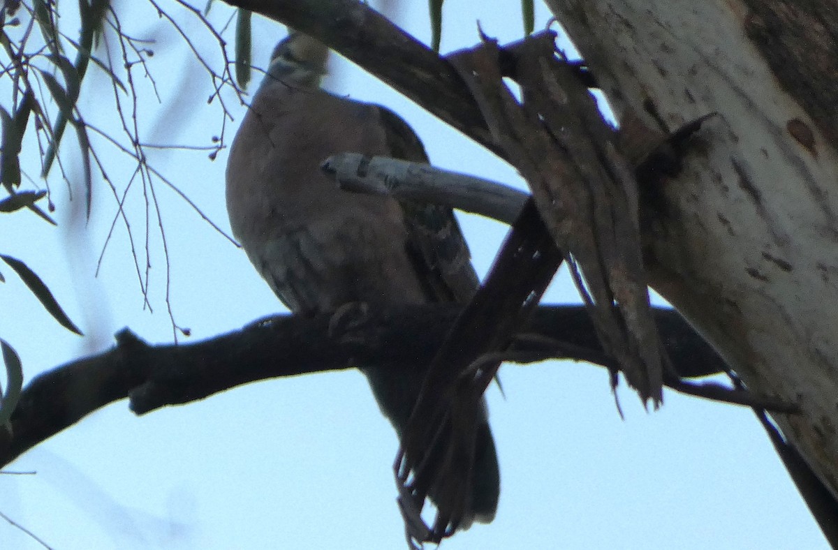 Bronzeflügeltaube - ML647747081