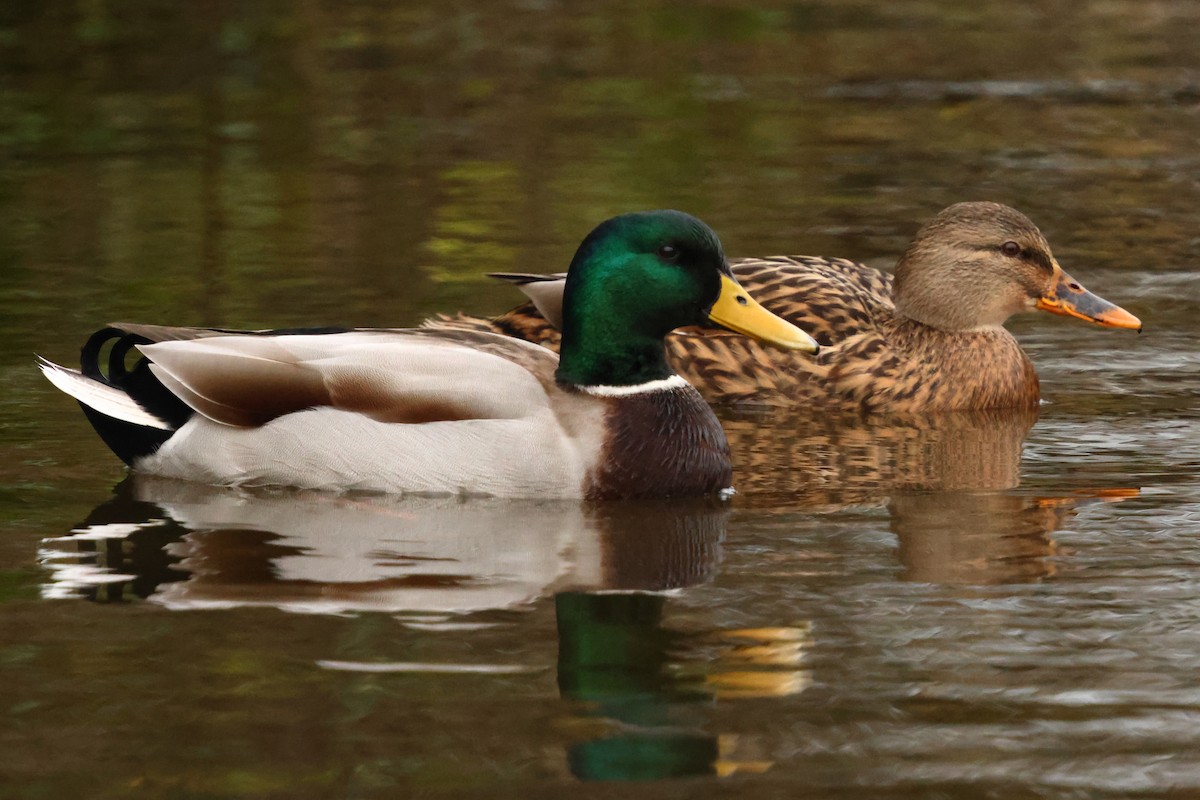 Stockente - ML647747082