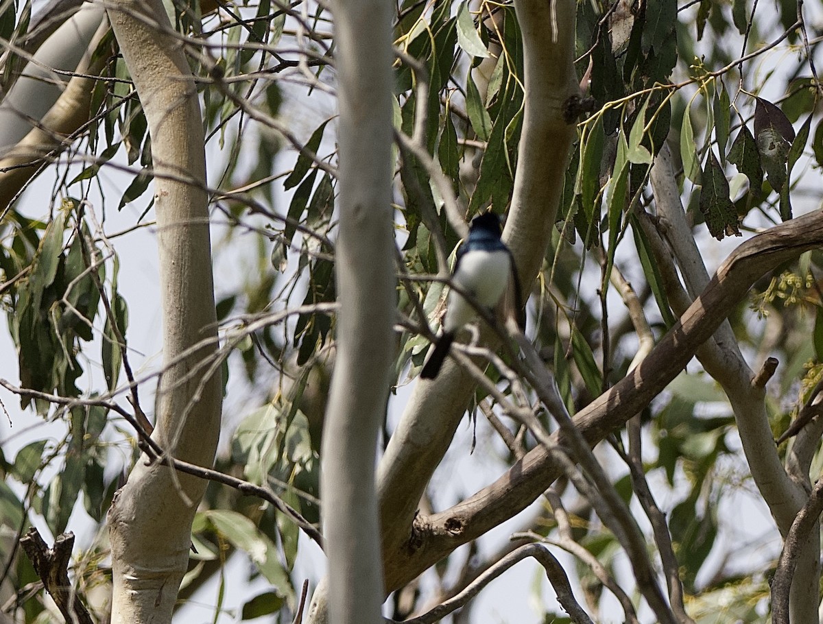 Seidenmonarch - ML647747083