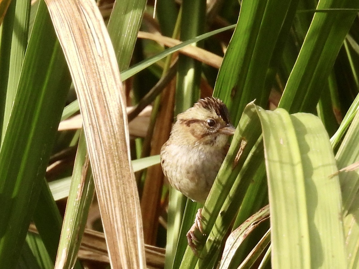 Sumpfammer - ML647747084