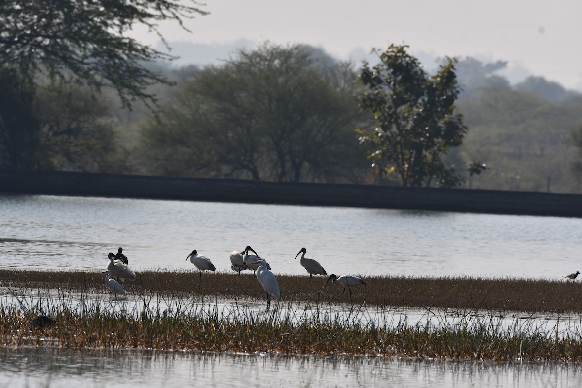 Хүрэн түрүүт билүүс - ML647747085