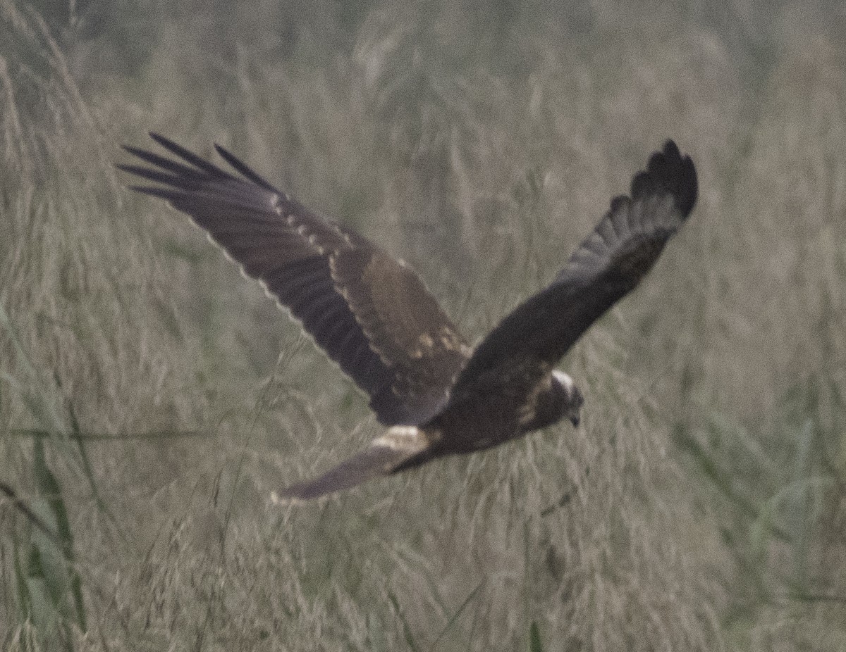 Mangroveweihe - ML647747086