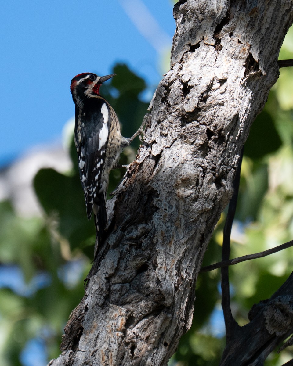 Rotnacken-Saftlecker - ML647747087