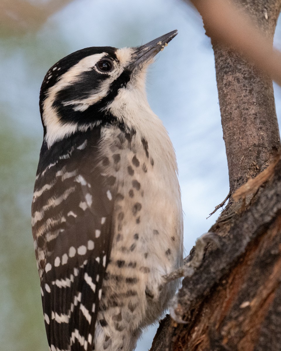 Nuttallspecht - ML647747088