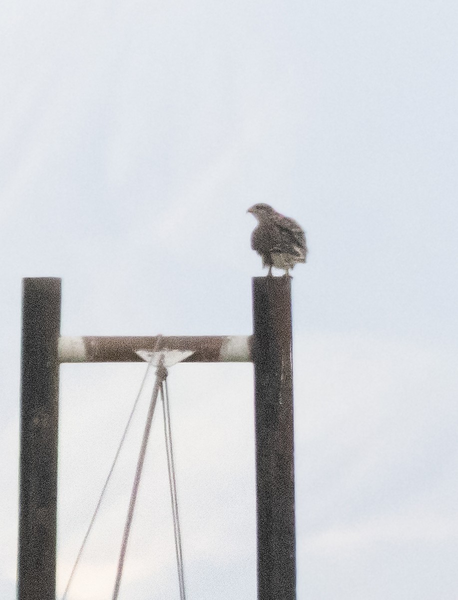 Königsbussard - ML647747089