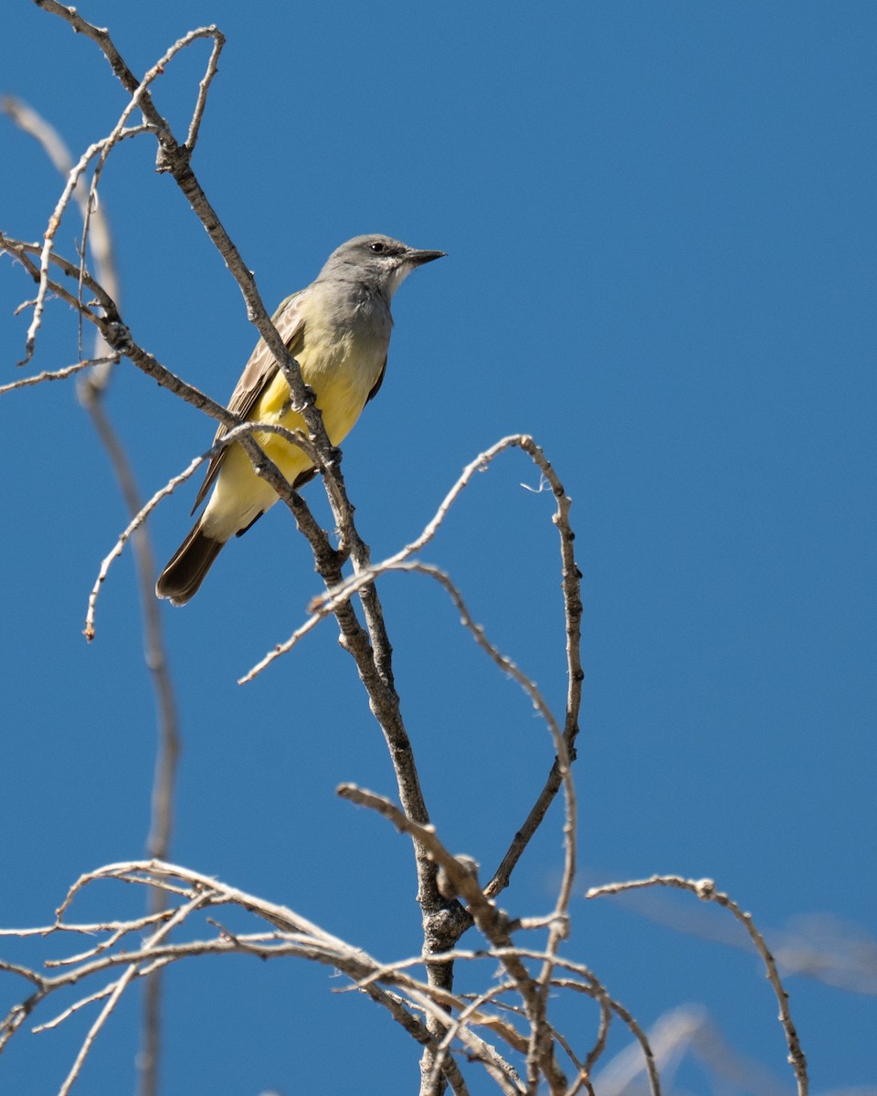 Cassinkönigstyrann - ML647747090