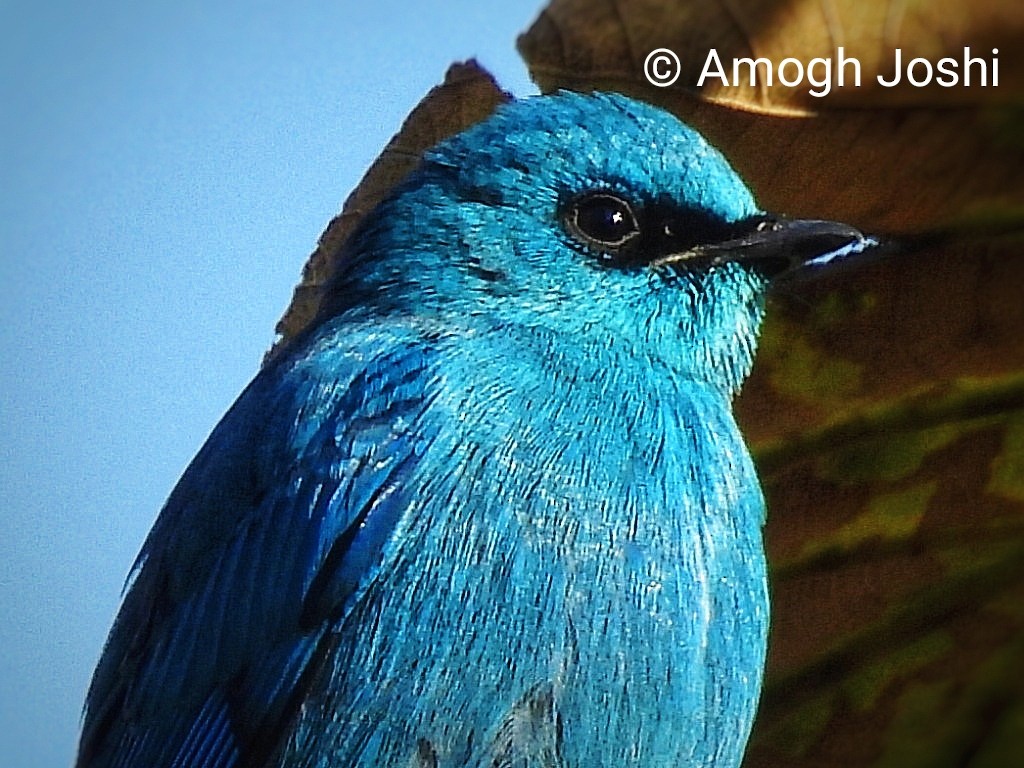 Lazulischnäpper - ML647747091