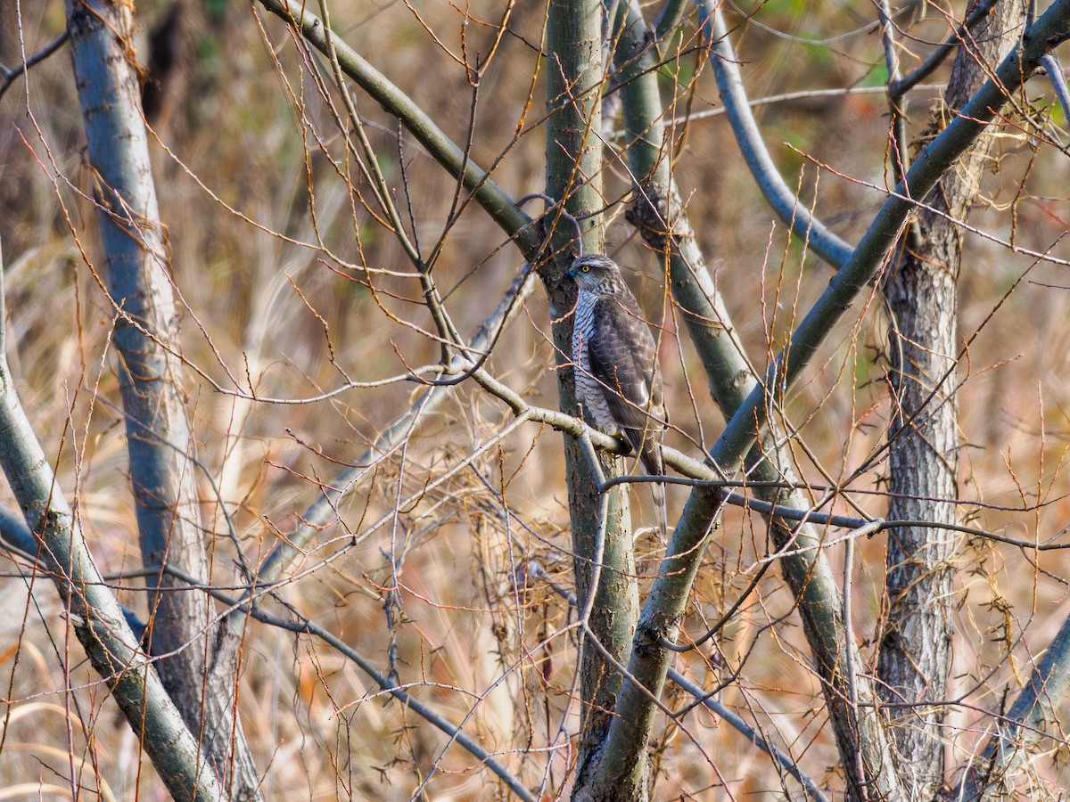 Sperber - ML647747092