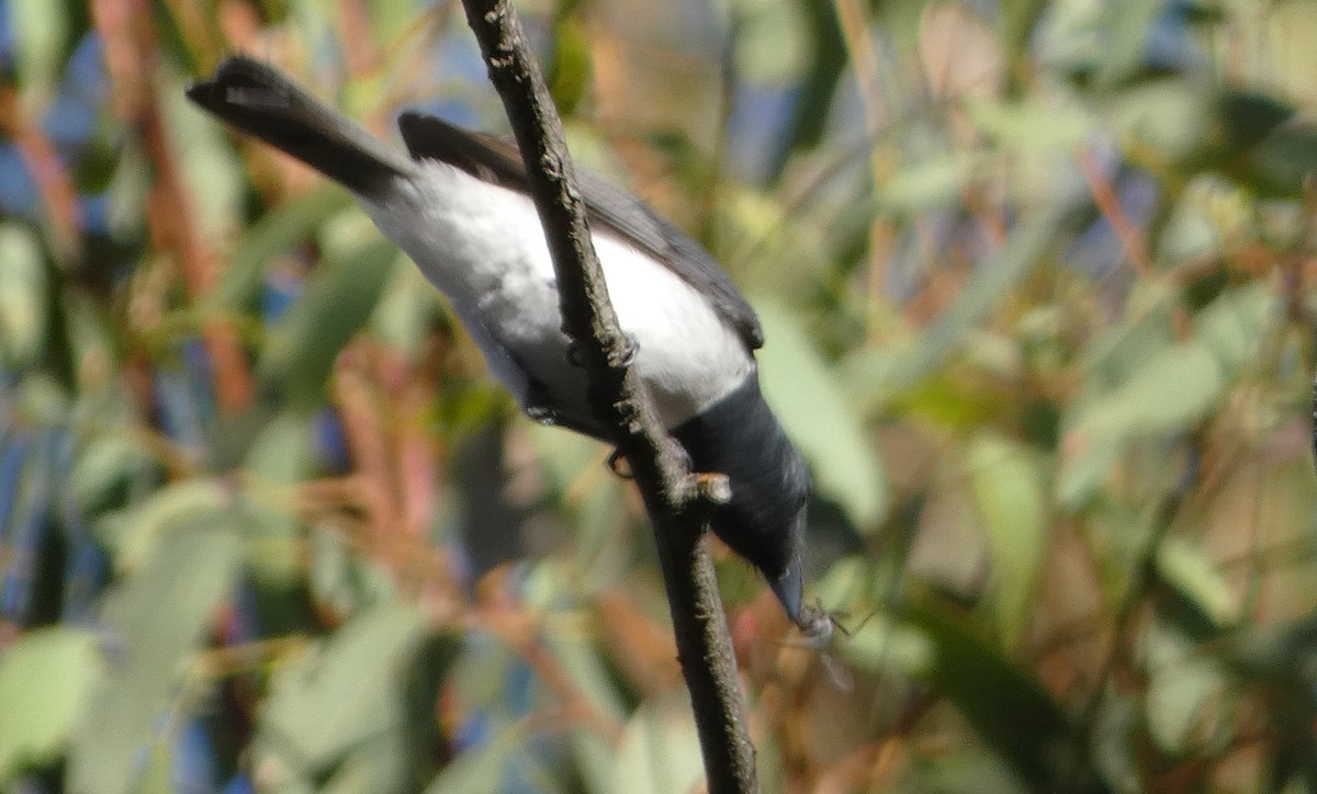 Silbermonarch - ML647747093