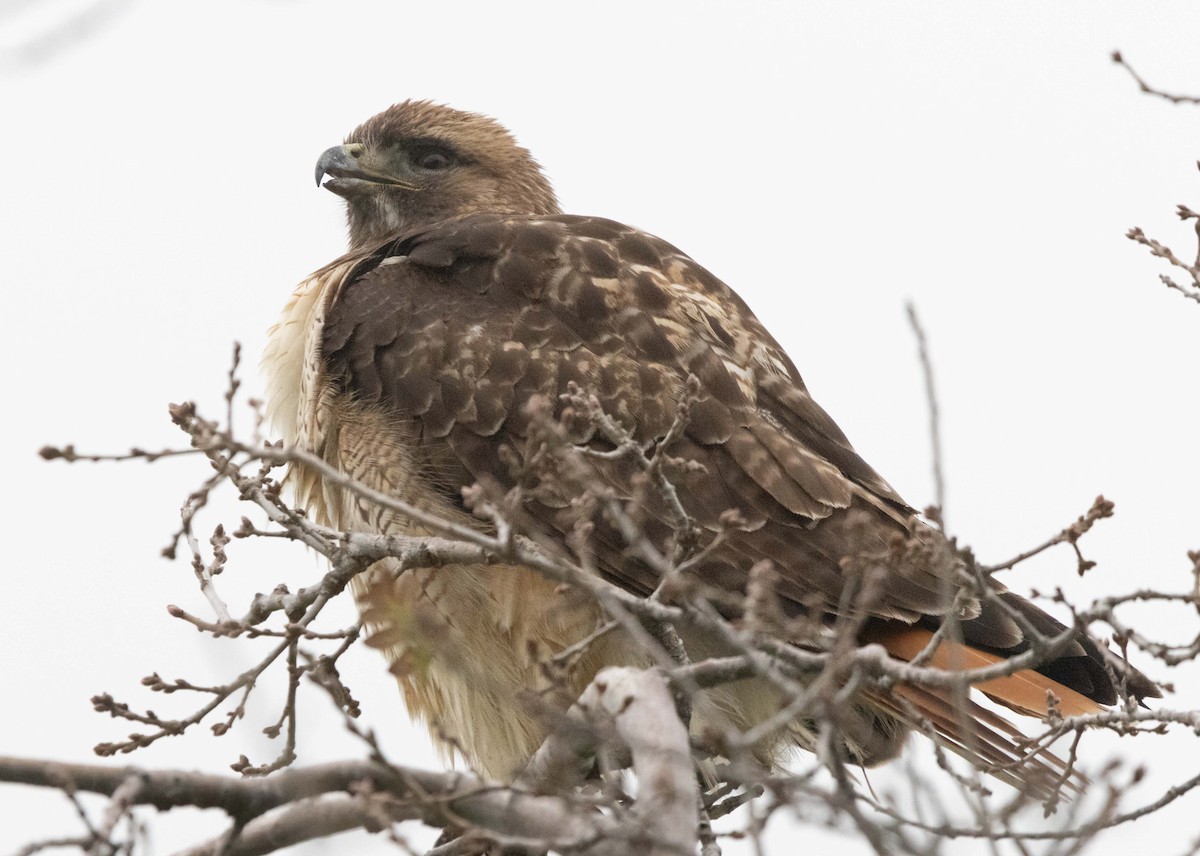 Rotschwanzbussard - ML647747097