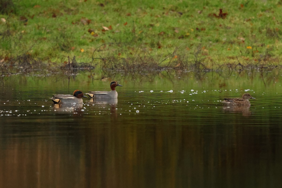 Krickente - ML647747100