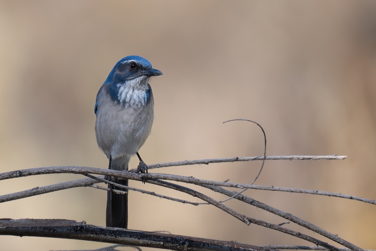 Kalifornienhäher - ML647747101