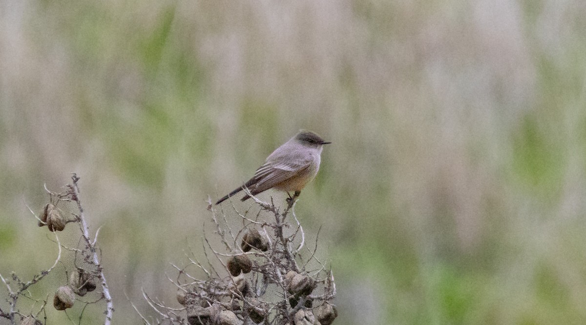 Zimtbauch-Phoebetyrann - ML647747102