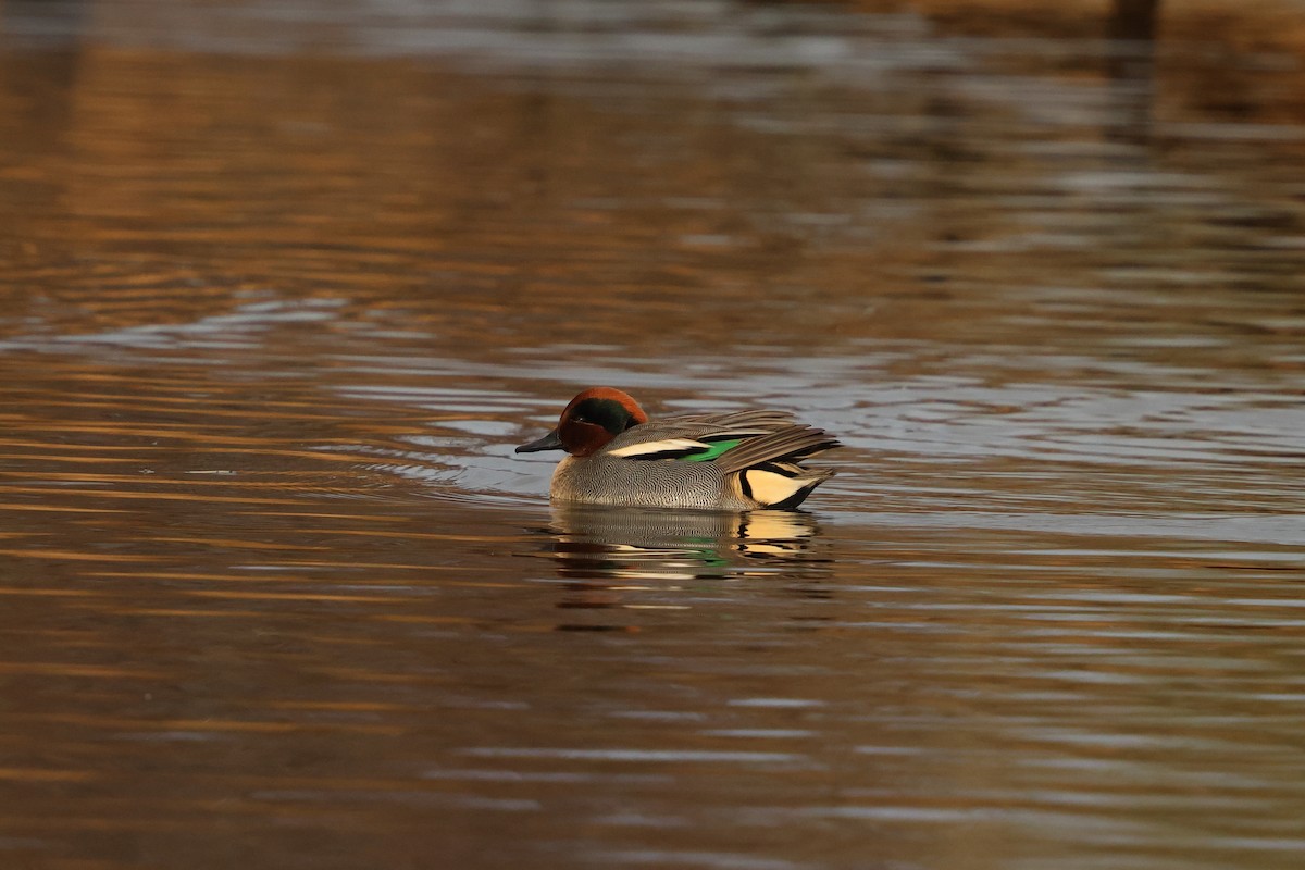 Krickente - ML647747103