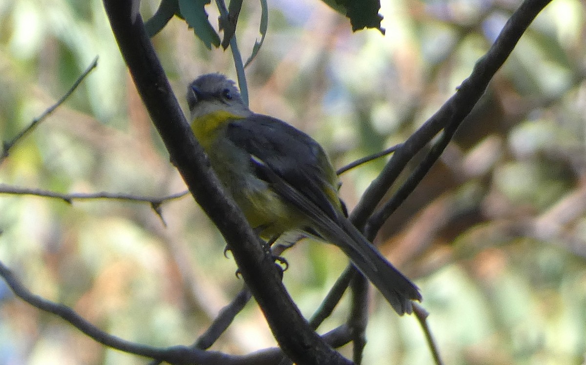 Goldbauchschnäpper - ML647747104