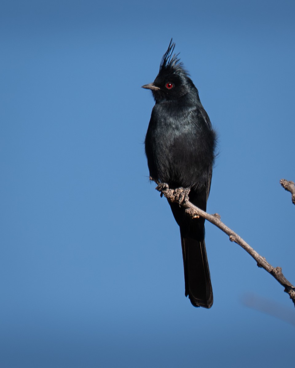 Trauerseidenschnäpper - ML647747106