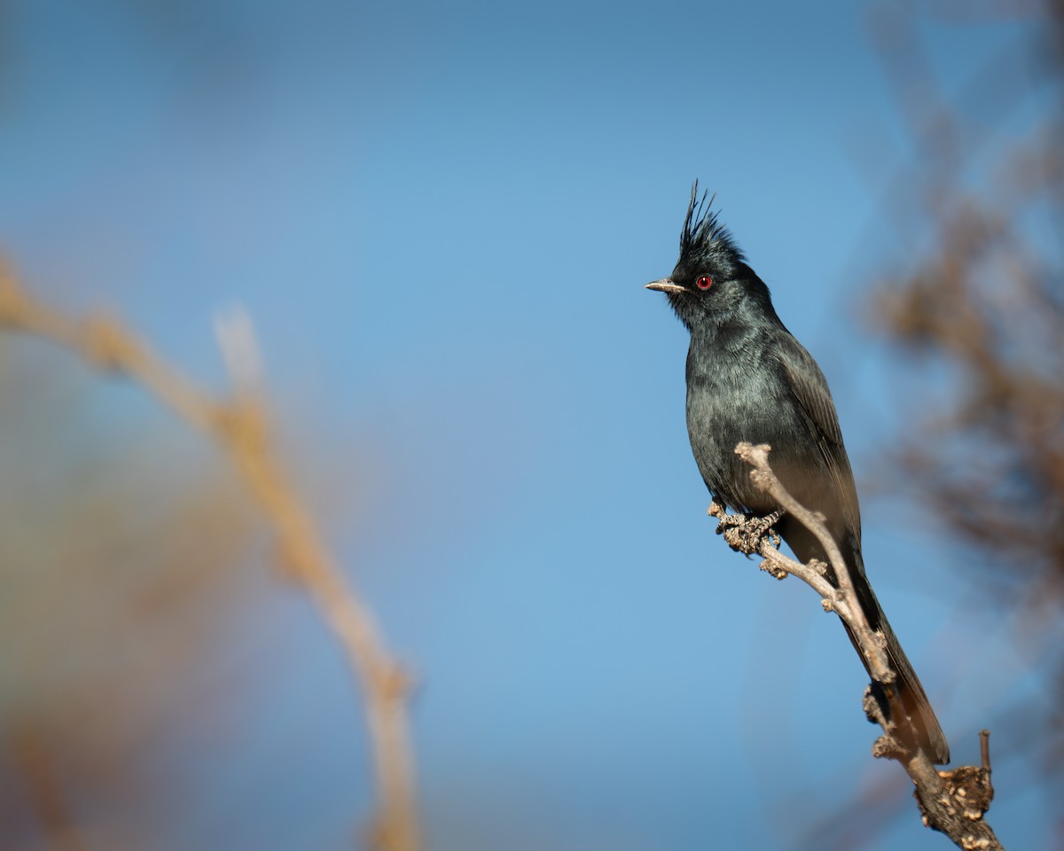 Trauerseidenschnäpper - ML647747107