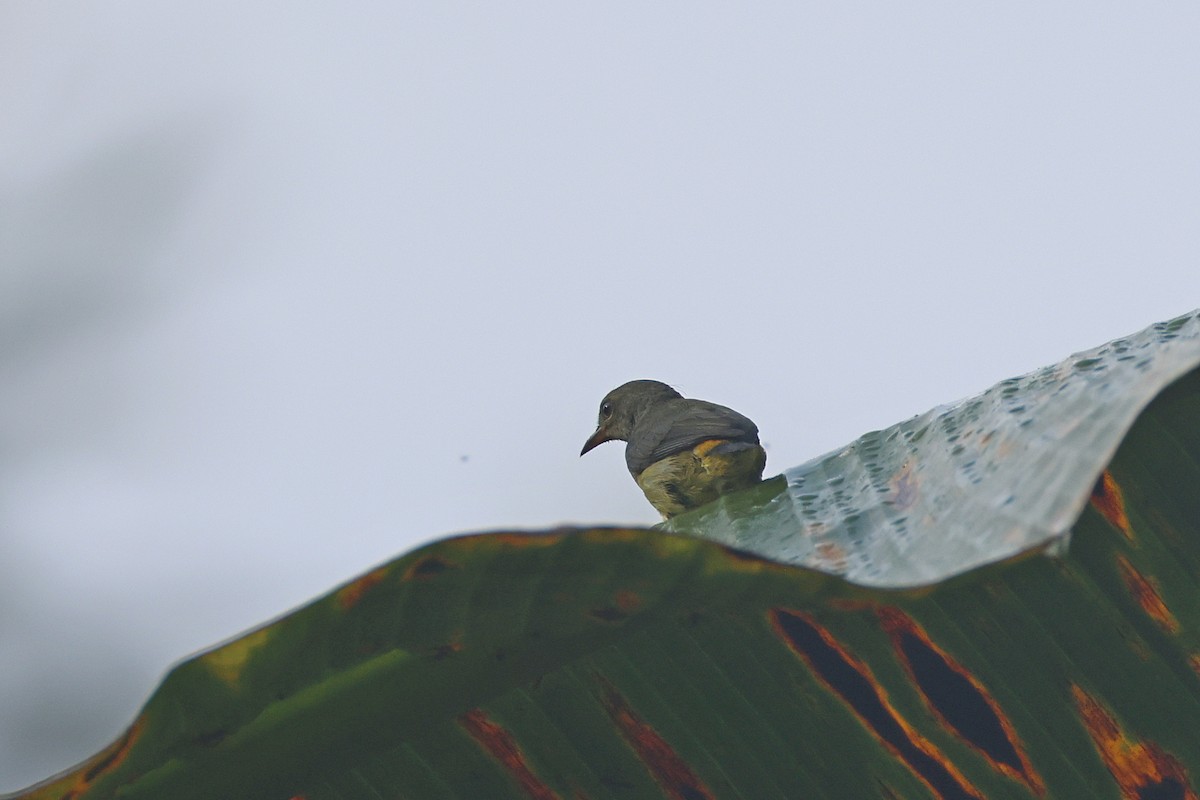 Orangebauch-Mistelfresser - ML647747109