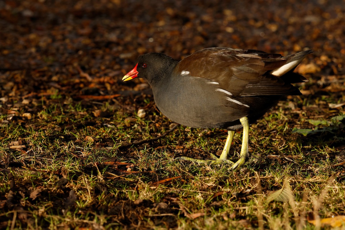 Teichhuhn - ML647747110