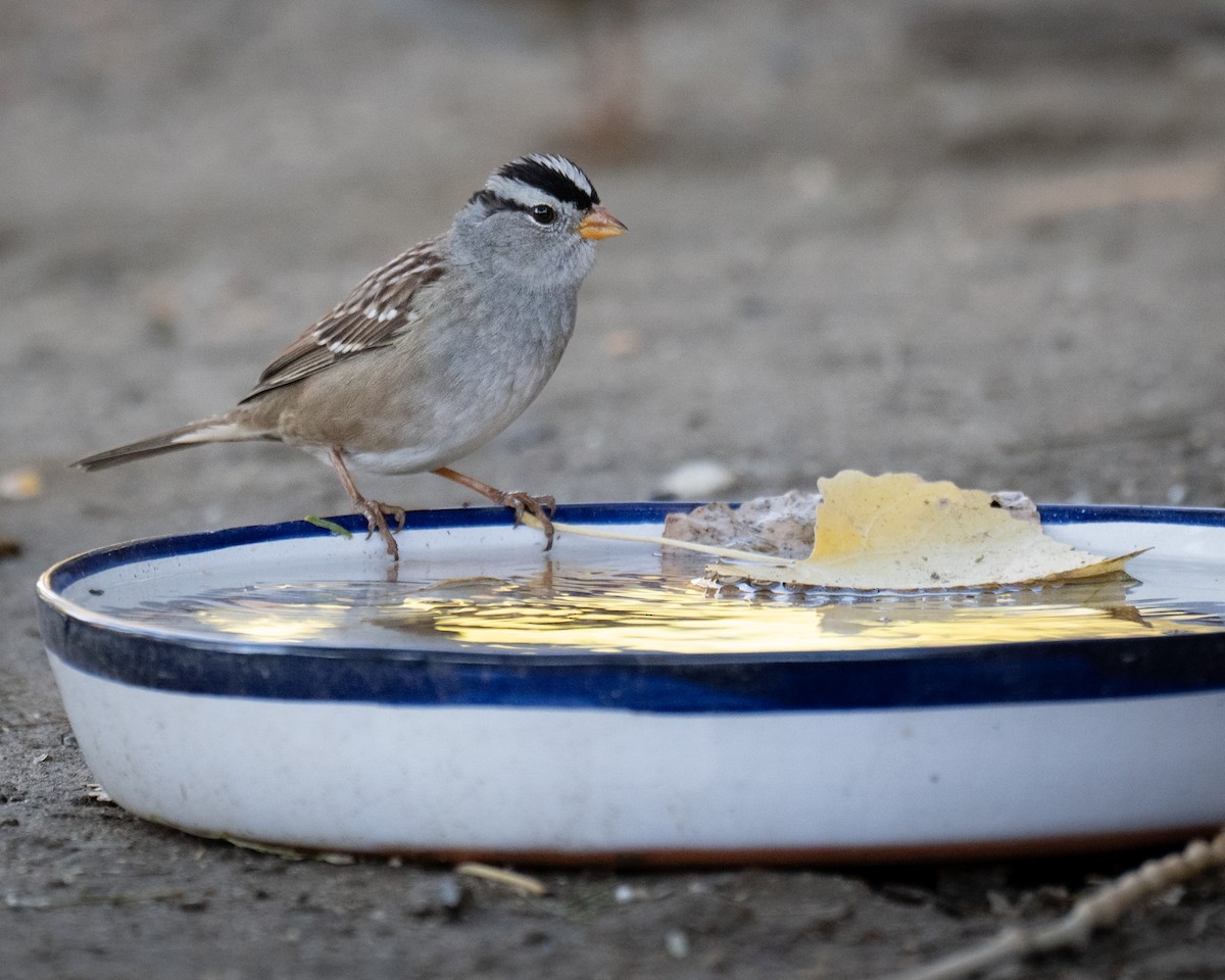 White-crowned Sparrow - ML647747111
