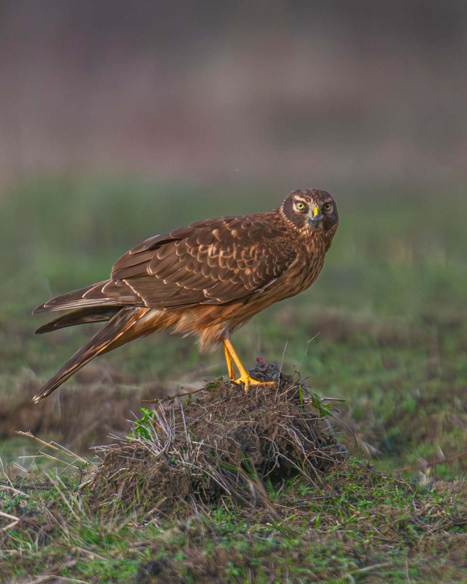 Northern Harrier - ML647747134