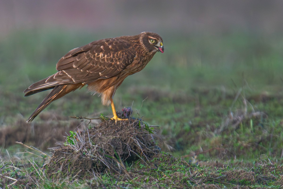 Northern Harrier - ML647747135