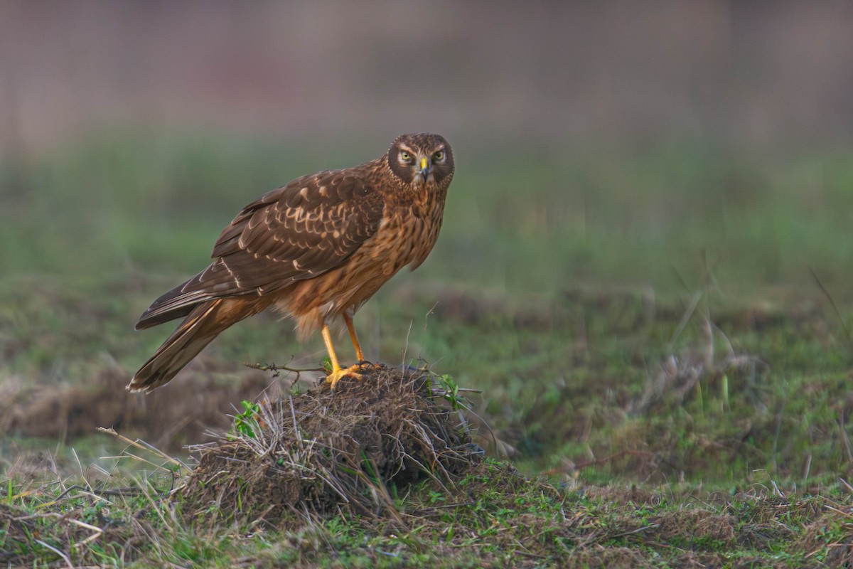 Northern Harrier - ML647747136