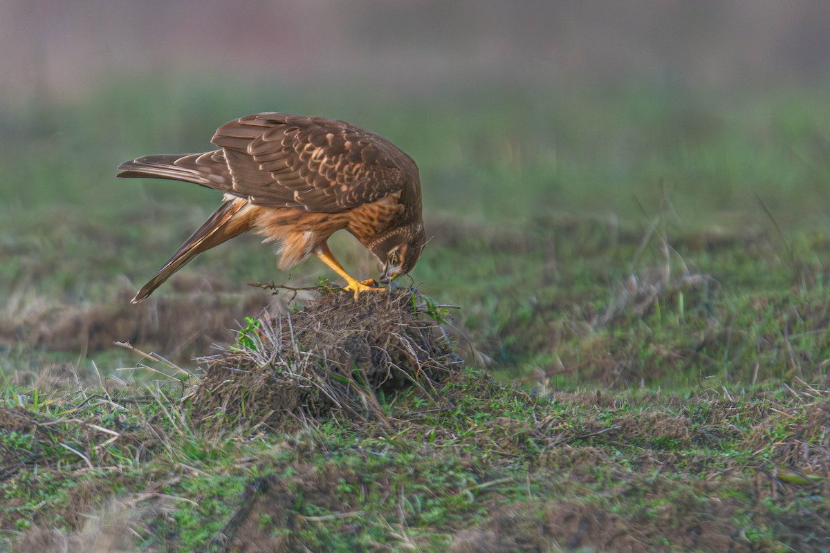 Northern Harrier - ML647747137