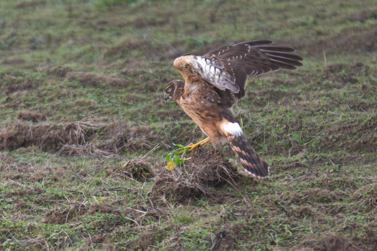 Northern Harrier - ML647747139