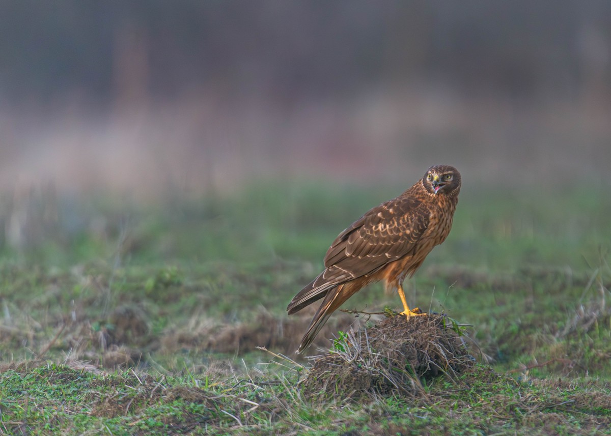 Northern Harrier - ML647747140