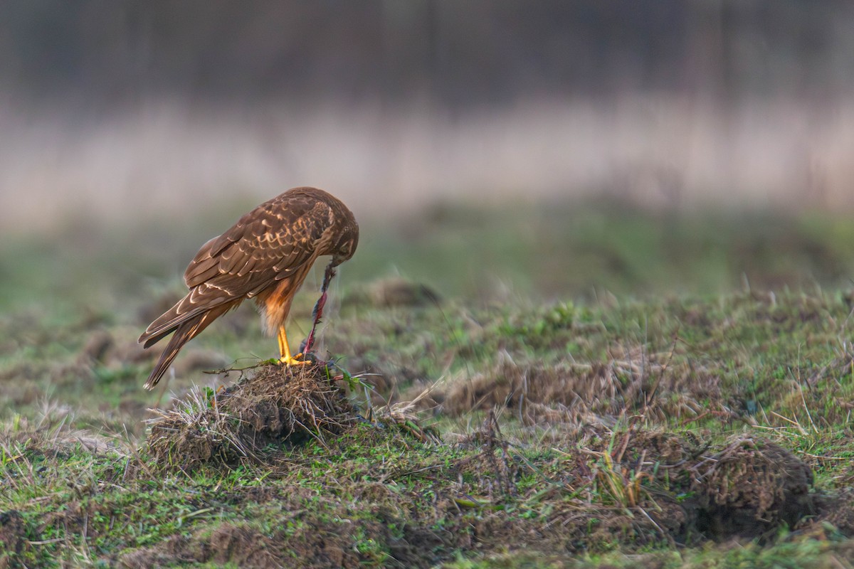 Northern Harrier - ML647747141