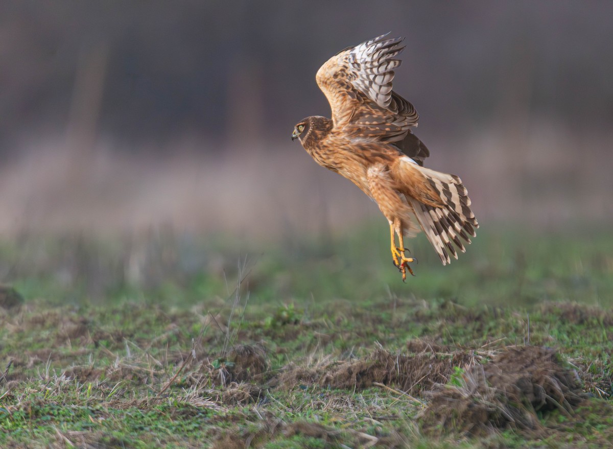 Northern Harrier - ML647747142
