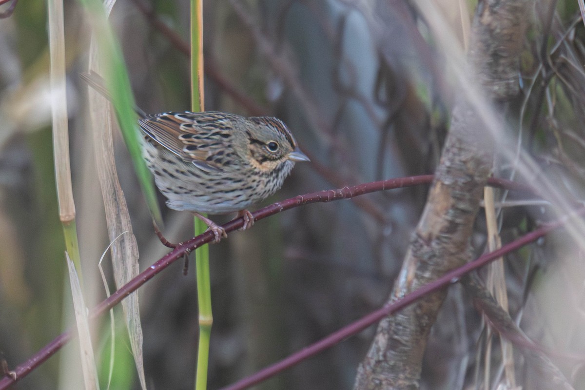 Lincoln's Sparrow - ML647747144