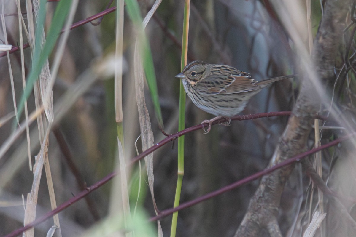 Lincoln's Sparrow - ML647747145