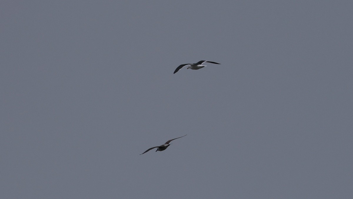 Kelp Gull - ML647747146