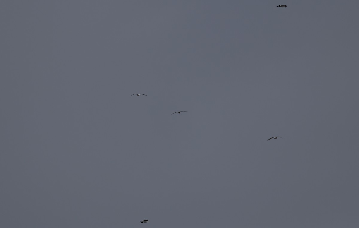 Kelp Gull - ML647747147