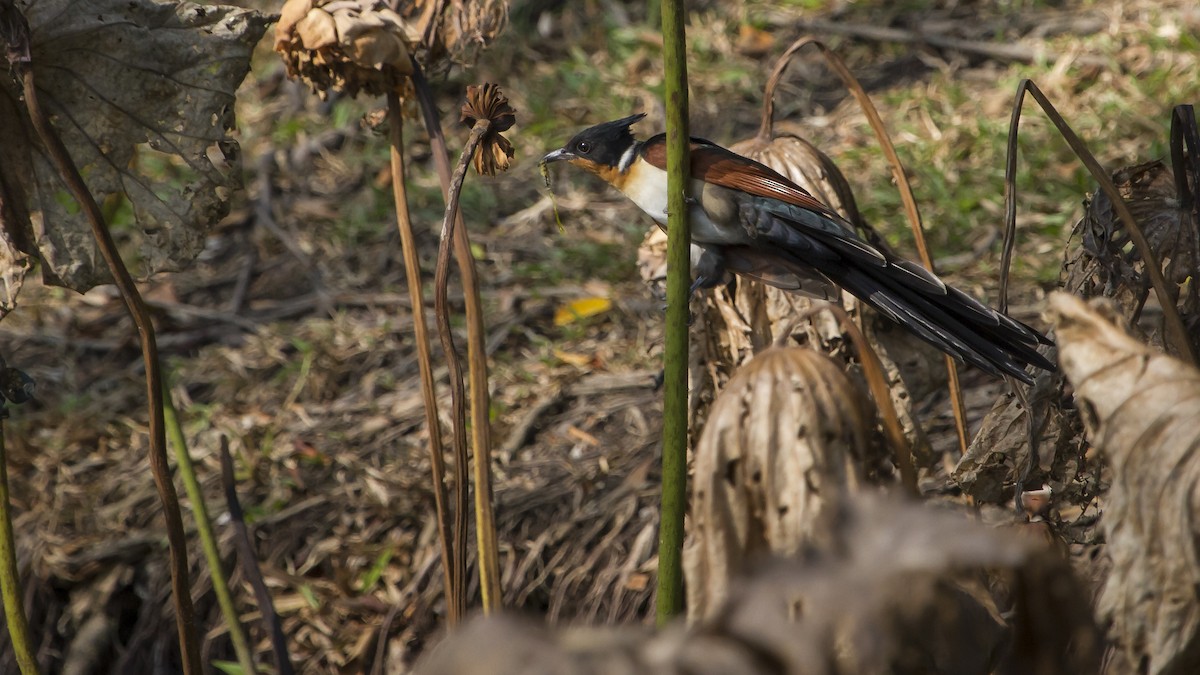 Chestnut-winged Cuckoo - ML647747149