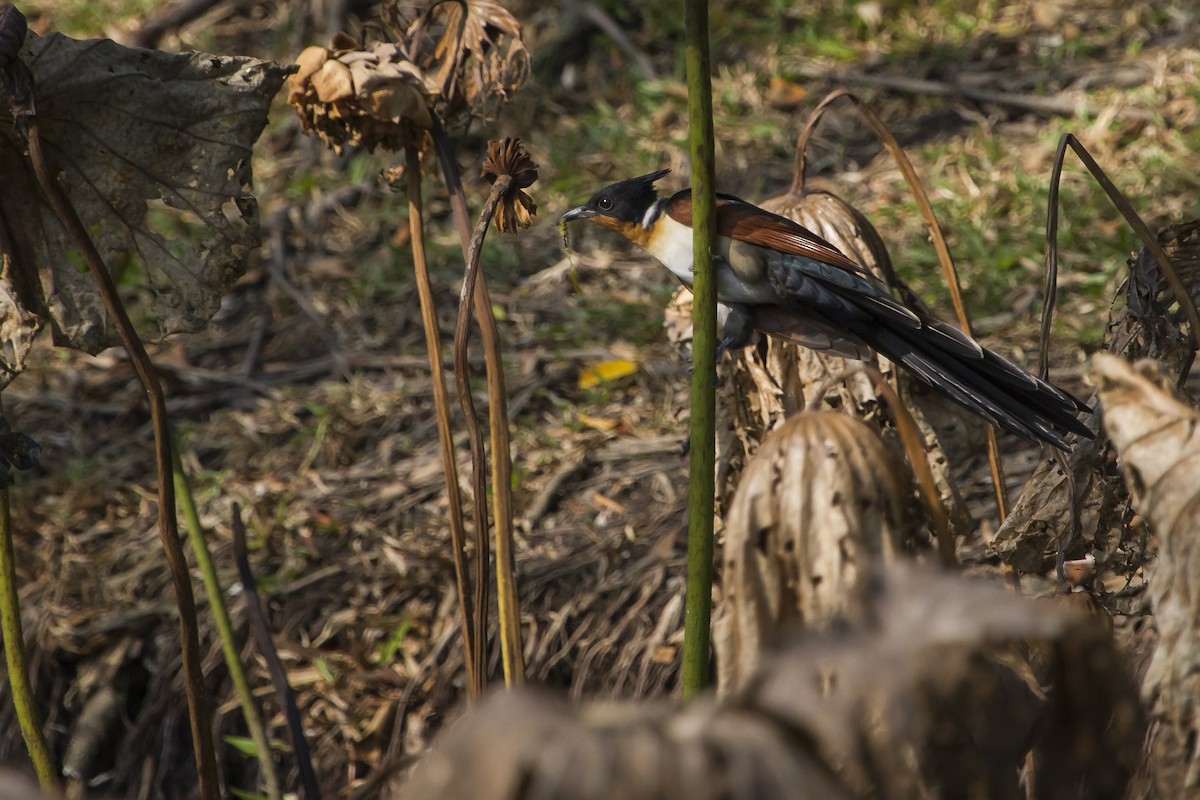 Chestnut-winged Cuckoo - ML647747150