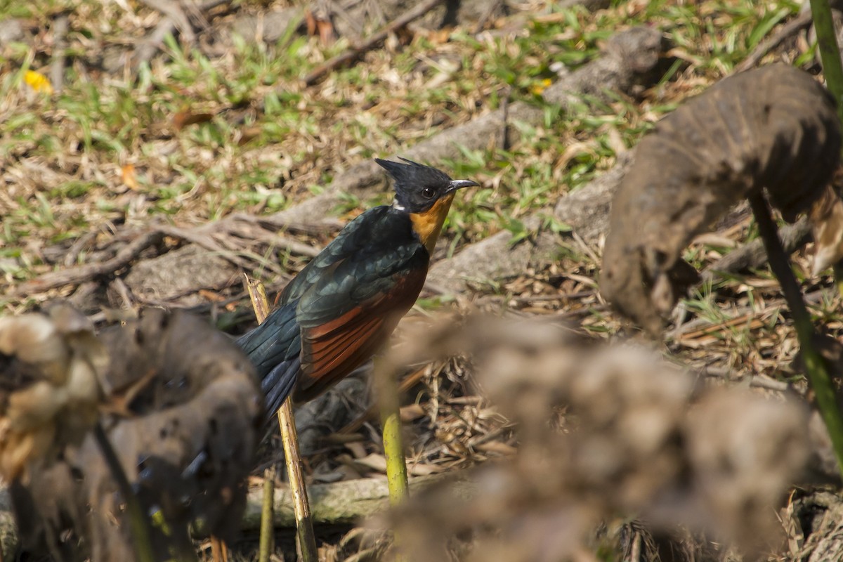 Chestnut-winged Cuckoo - ML647747151