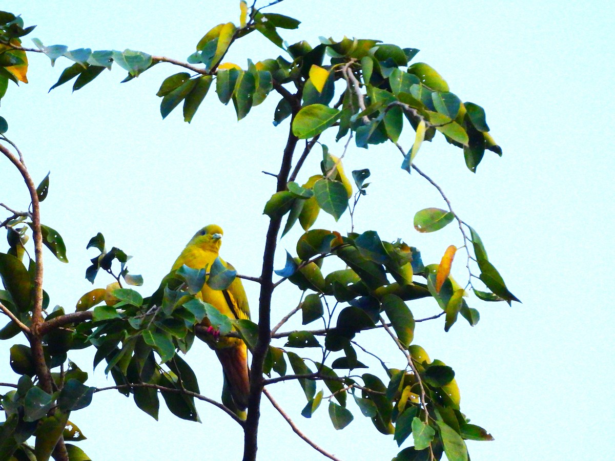 Оранжевогрудый зелёный голубь - ML647747152