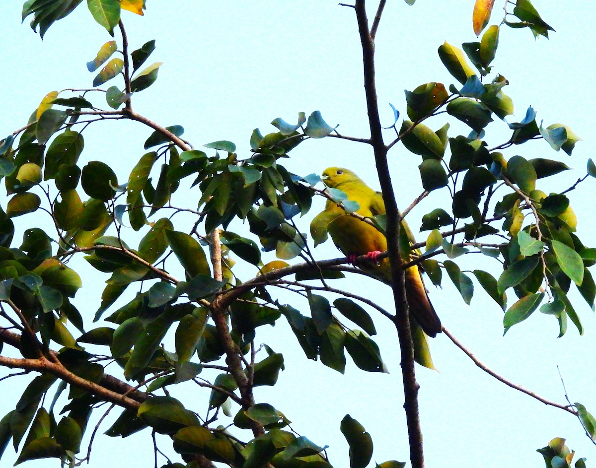 Оранжевогрудый зелёный голубь - ML647747153