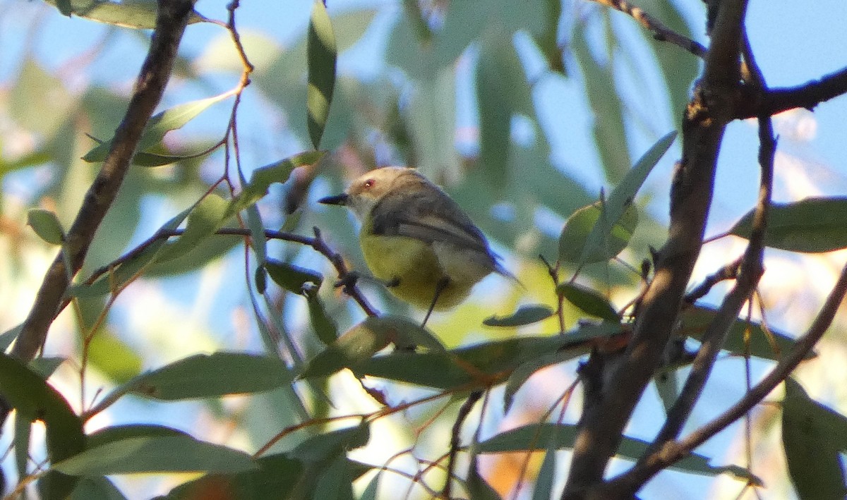 White-throated Gerygone - ML647747155